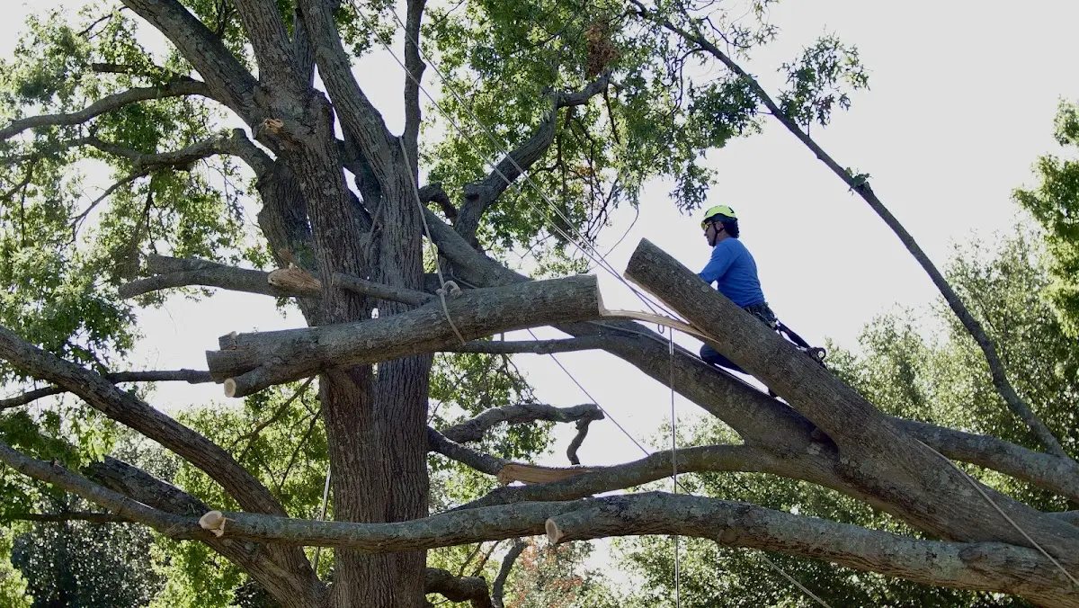 Professional Crown Thinning performed by certified arborists in Renwick