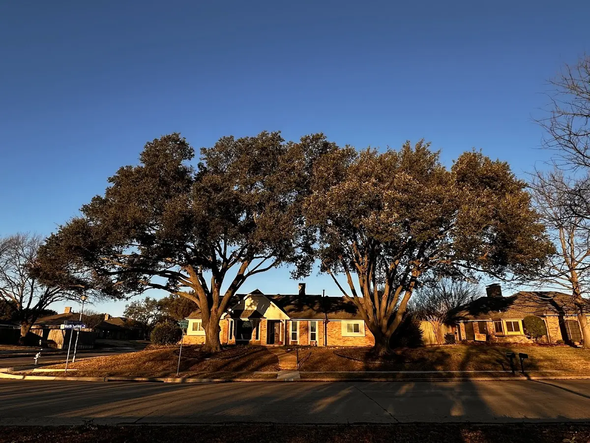 Established residential canopy tree shading a home in Renwick